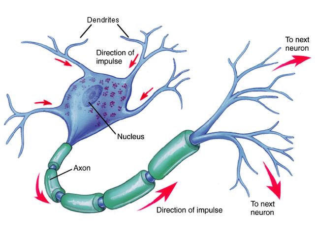 NeuronDiagram